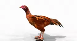 hen 3d hi details model 3D model