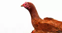 hen 3d model 3D model