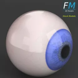 Human eyeball 3D model