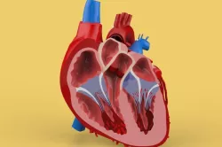 HUMAN HEART CROSS SECTION ANATOMY 3D model