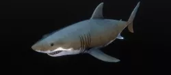 Jaws White Shark Low-poly  3D model