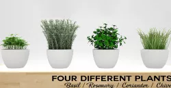 Kitchen Plants 3D 3D model