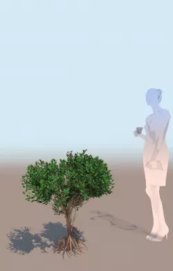 mangrove bush B rhizophora mangle 3D model