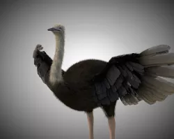 Ostrich Rigged Low-poly  3D model