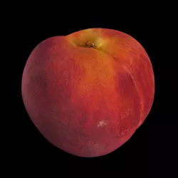 Peach 3D model