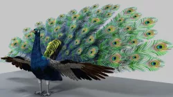 Peacock 3D model