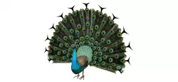 peacock Low-poly  3D model