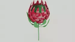 Protea Flower 3D Model 3D model
