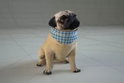 Pug Dog Low-poly  3D model