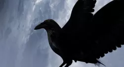 raven 3d model 3D model