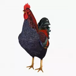 Rooster 3D model
