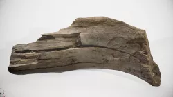 scan wood Low-poly  3D model