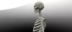 Skeleton 3d model 3D model