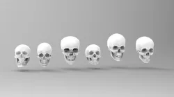 skulls collection 3D model