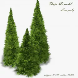 Thuja  Low-poly  3D model