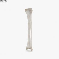fibula 3d model | Page 1 | STLFinder