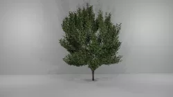 Tree-1 3D model