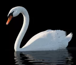 White swan 3D model