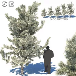 Winter young pines 3D model