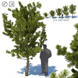 Young pines 3D model