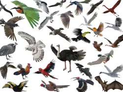 30 PBR Realistic Low poly Rigged Birds Collection 