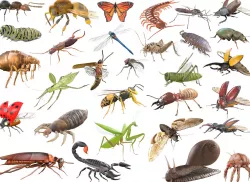 30 PBR Realistic Low poly Rigged Insects 3D Model Collection