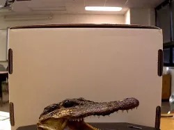 Alligator