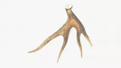 Antler Low-poly  3D model