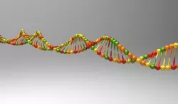 DNA model Free 3D model