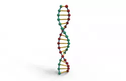 DNA molecule 3D model