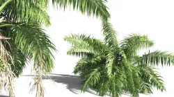 EVERYPlant Seashore Palm 03 -- 9 Models 3D model