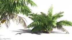 EVERYPlant Seashore Palm 04 -- 9 Models 3D model