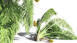 EVERYPlant Seashore Palm 06 -- 9 Models 3D model