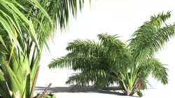 EVERYPlant Seashore Palm 09 -- 9 Models 3D model