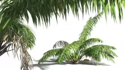 EVERYPlant Seashore Palm 10 -- 9 Models 3D model