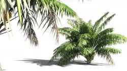 EVERYPlant Seashore Palm 11 -- 9 Models 3D model