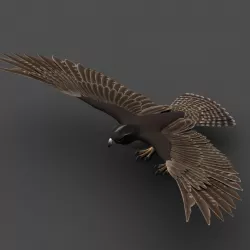 Falcon 3D model