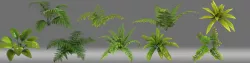 Fern shrub plant 3D model