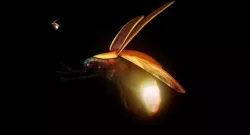 firefly 3d model 3D model