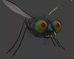 Fly-rigged 3D model