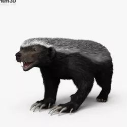 Honey Badger HD 3D model