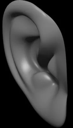 human ear Free 3D model