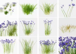 iris flower plant 3D model