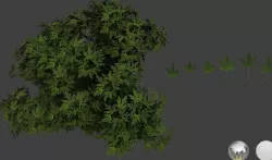 Maple 2 leaf 3D models 3D model