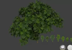 Oak leaf 3D models 3D model