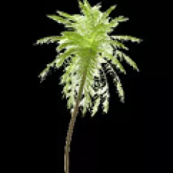 Palm tree Free 3D model