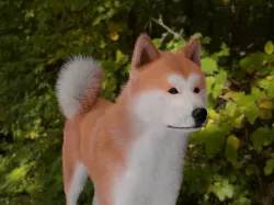 Realistic Akita Inu Hachiko 3D model