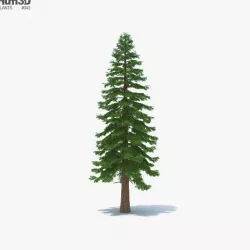 Redwood Tree 3D model