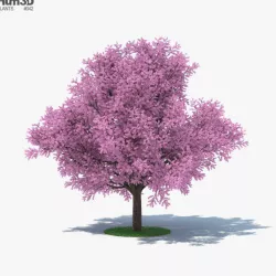 Sakura Tree 3D model