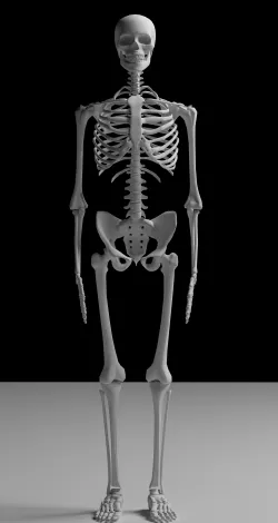 Skeleton 3D model